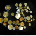 photo of foraminifera by K. Lane