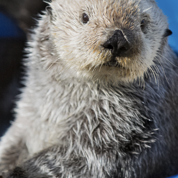 A damp and furry otter stares at the camera.