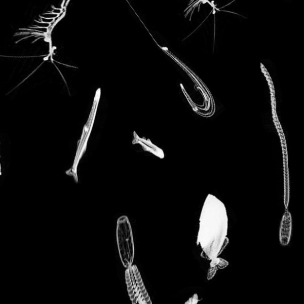 A close-up black and white image of plankton.