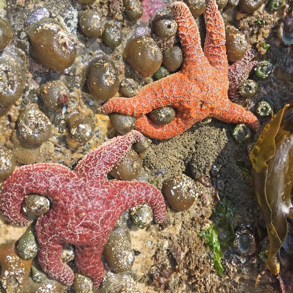 Two sea stars in a tide pool. 